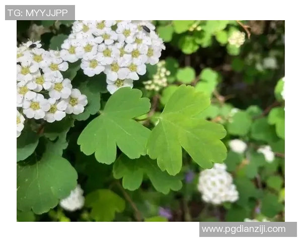 PG赏金船长技巧-PG赏金船长技巧详解-PG赏金船长技巧